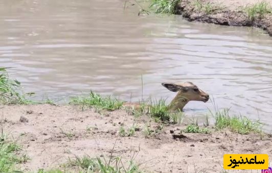 (ویدئو) ایمپالا از دست کروکودیل فرار کرد و در دام پلنگ ادفتاد!
