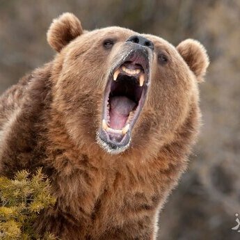 فیلم حمله مرگبار یک خرس گرسنه به عکاس نشنال جیاگرفی