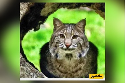 (ویدئو) مستند حیات وحش حیوانات/  شکار سنجاب نگون‌بخت توسط گربه دم‌کوتاه