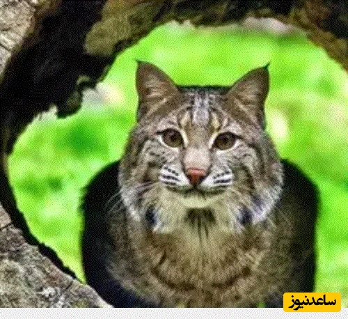 (ویدئو) مستند حیات وحش حیوانات/  شکار سنجاب نگون‌بخت توسط گربه دم‌کوتاه