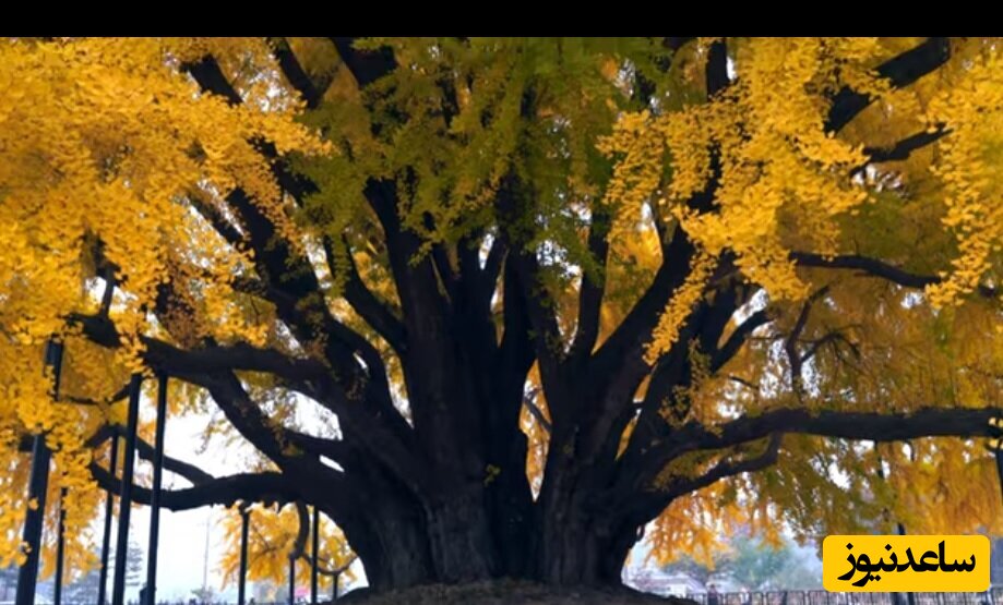 زیباترین درختِ روی کره زمین؛ درخت شگفت انگیزی که 860 سال قدمت دارد+عکس