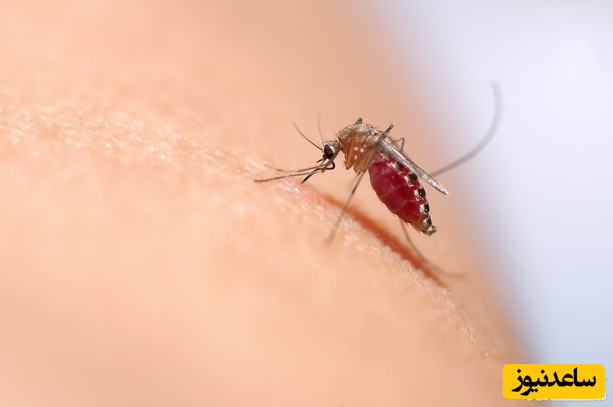 دیدن پشه داخل بینی در خواب چه تعبیری دارد؟ /  تعبیر خواب پشه