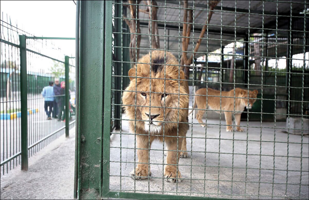 حیوان آزاری در باغ وحش برای یک مشت ریال + عکس
