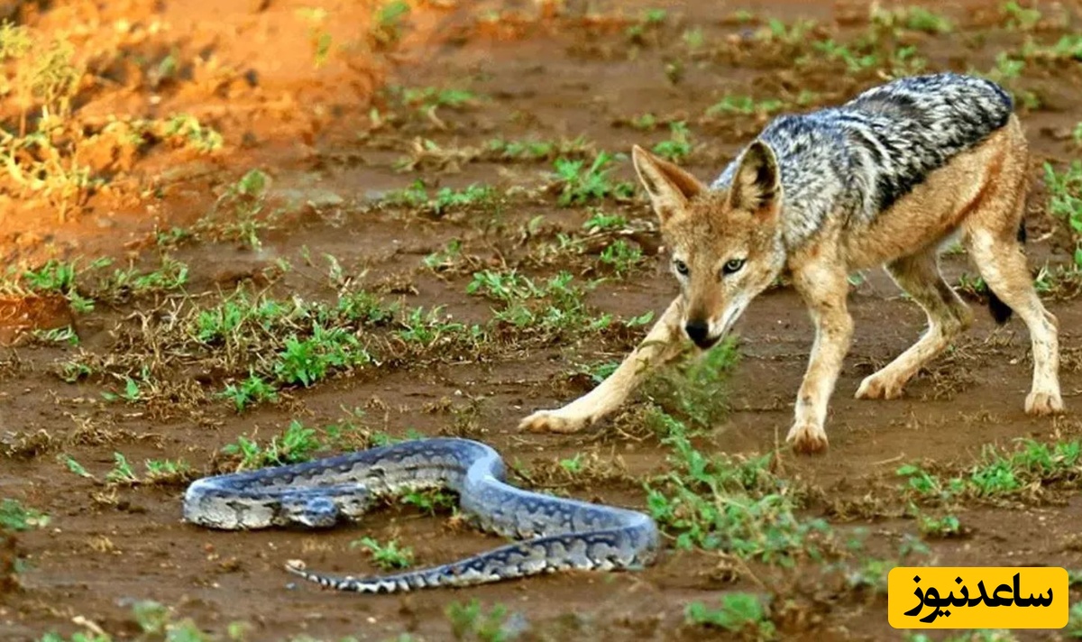 تصاویر؛ مار پایتون خونسرد که شغال‌های گرسنه را مغلوب کرد