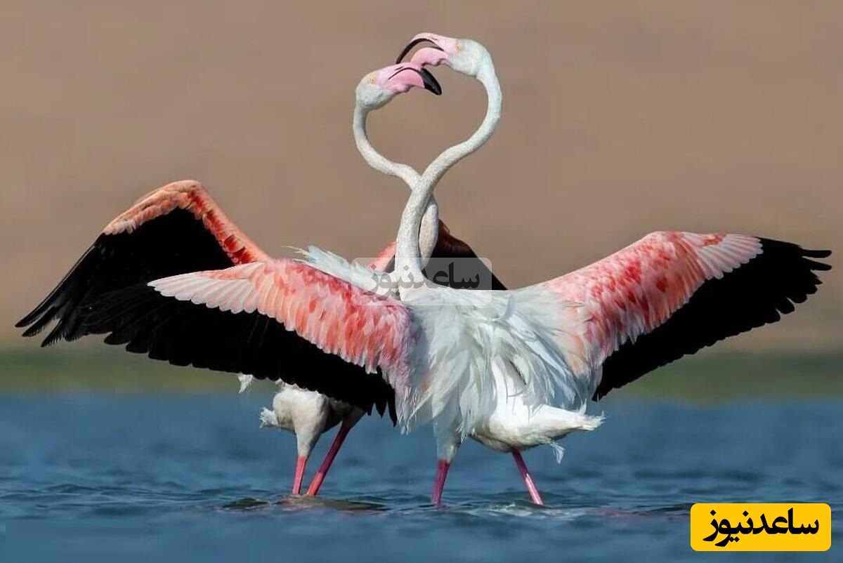 (ویدئو) مستند حیات وحش حیوانات/ راز بقا، این داستان رقص صورتی فلامینگوها در تالاب‌های جادویی