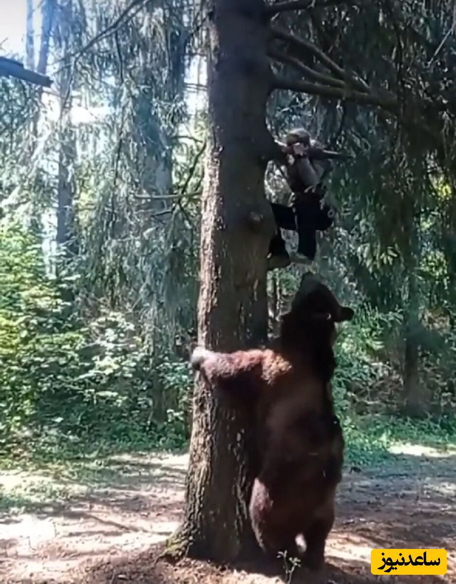 (فیلم) فرار یک مرد از چنگال خرس گریزلی / البته خود خرس هم خیلی پیگیر نبود! بیخیالش شد