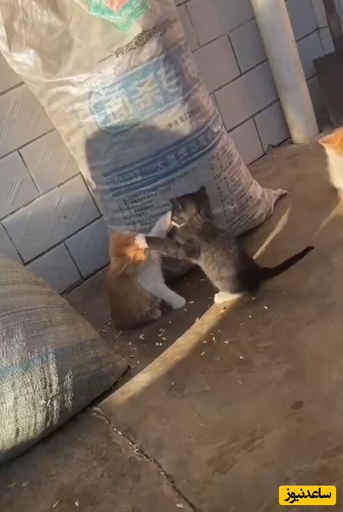 (فیلم) 🔞 خنده دار از دعوای ناموسی دو گربه خیابانی بی رحم/ فقط اونی که ساکت وایساده😂