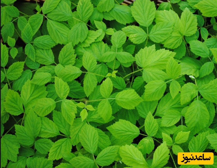 معرفی مجله پژوهش‌های گیاهی