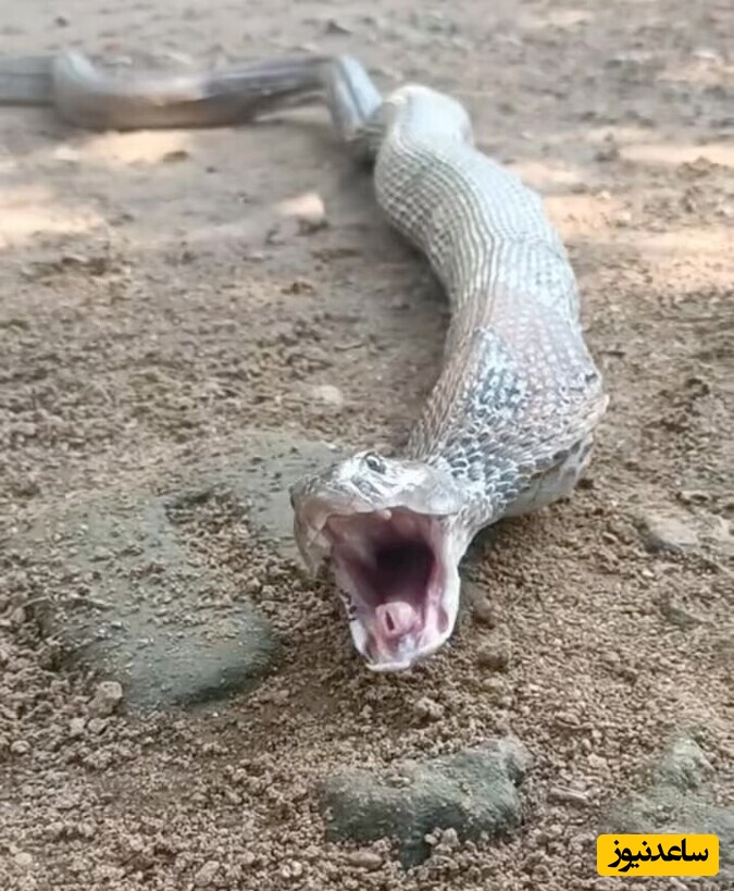 (ویدئو) واکنش چندش آور مار وقتی معدش پر هست و خودش رو توی خطر‌ میبینه !!🤢🤢