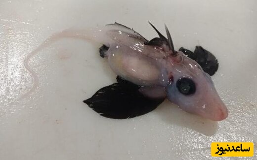 کشف یک گونه جانور نادر و جدید در دریا؛ کوسه‌های شبح در آبهای تاریک نیوزلند دیده شد! +تصاویر