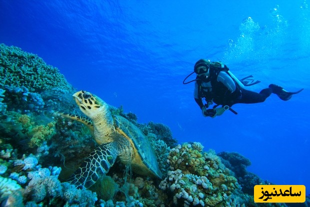 آشنایی با رشته زیست شناسی دریا و بازار کار آن