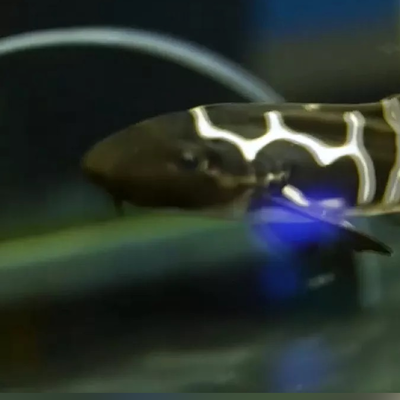 (ویدئو) تولد کوسه گورخری، یک گونه کمیاب و شگفت‌انگیز