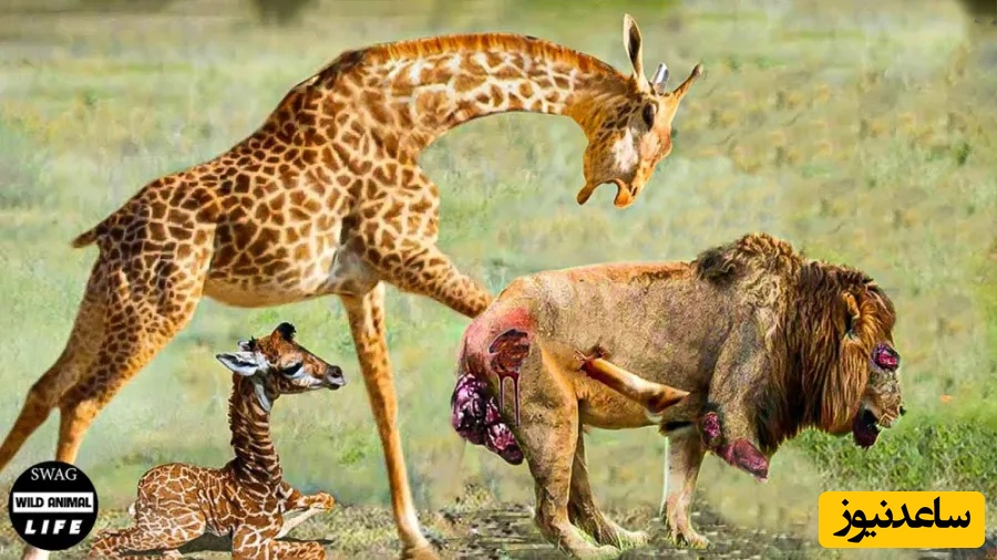 حیات وحش ؛ مستند حیات وحش حیوانات / زرافه مادر، شیر گرسنه