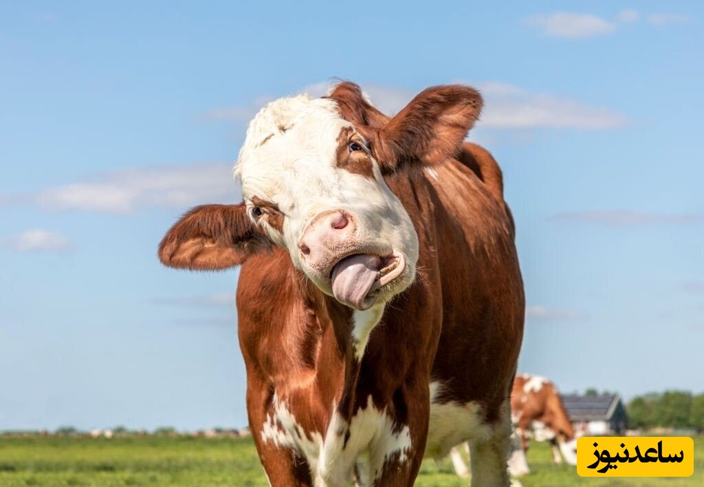 طویله خالی، کارمند تنهای دامداری و حرکت عجیب گاو 😱/ افراد با  ناراحتی قلبی نبینند!