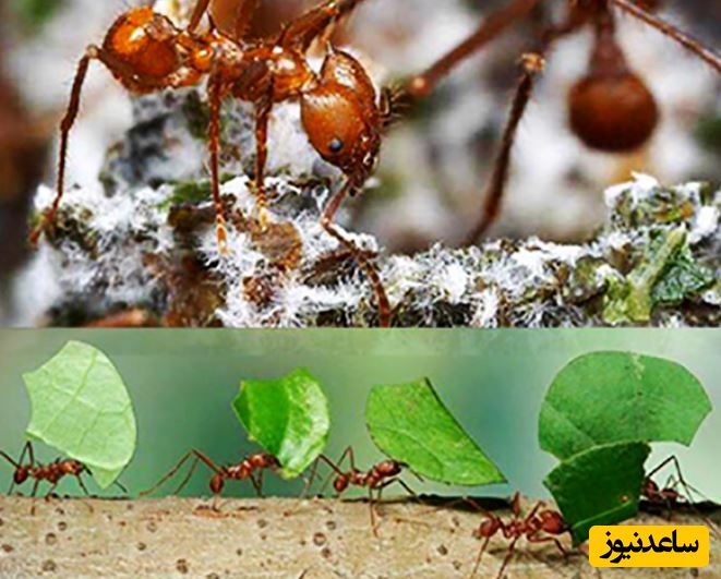ببینید| مورچه برگ بُر؛ جانداری که برگ ها را برای پرورش قارچ برش می زند!