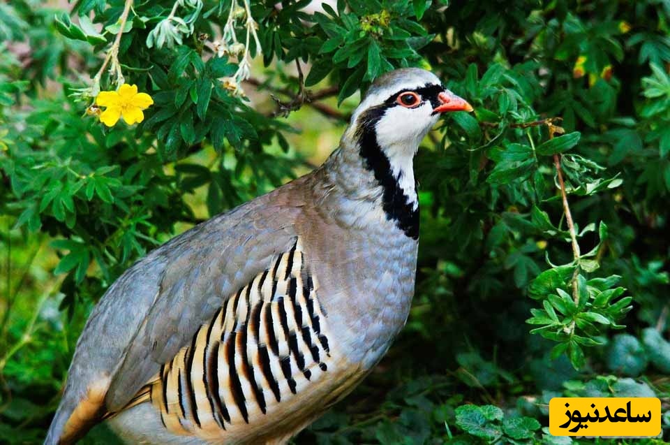 دیدن کبک در خواب چه تعبیری دارد؟ / تعبیر خواب کبک