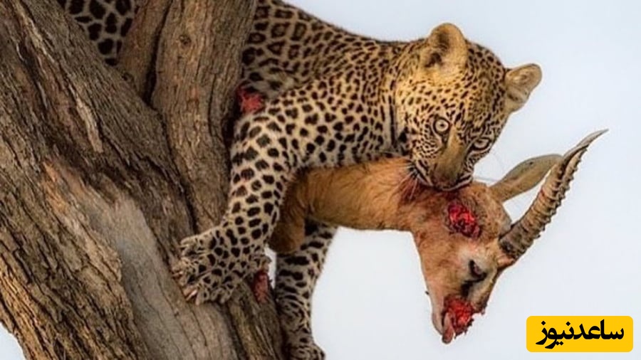 (ویدیو) حمله وحشیانه پلنگ به آغل گوسفندان/ تهاجمی که دل جنگل را لرزاند و سرنوشت گله را به خطر انداخت!