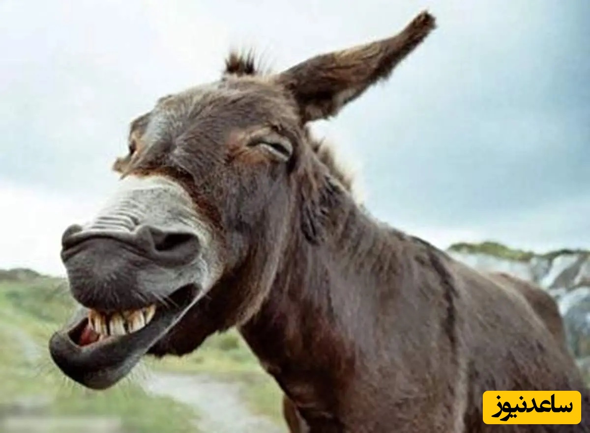 (ویدئو) مستند حیات وحش حیوانات/ راز بقا، این داستان: لاکچری ترین و پولدارترین اُلاغ جهان/حتی نمیتونی تصورشم بکنی که چیا میخوره😱