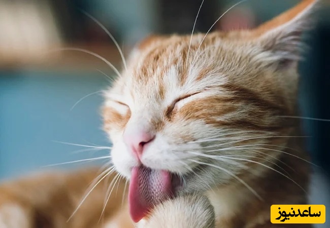 نگهداری گربه