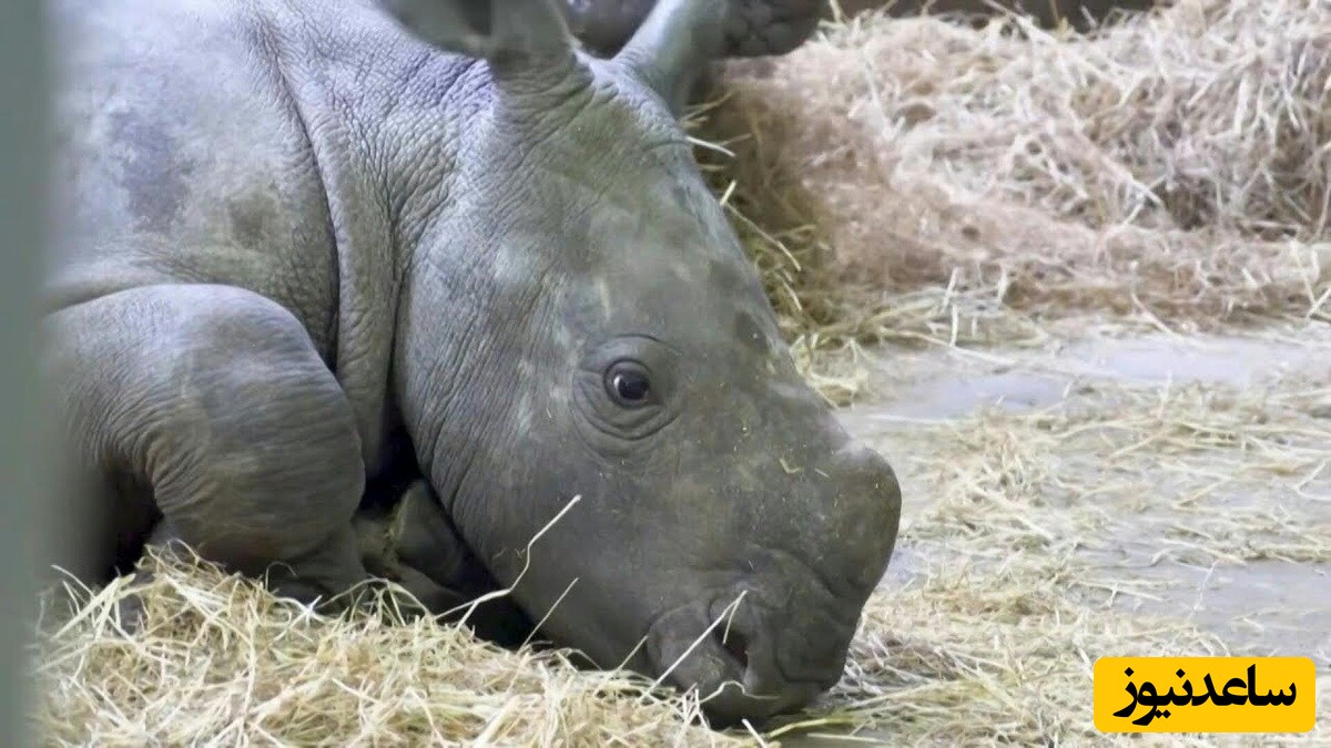 (ویدئو) مستند حیات وحش/ رونمایی از یک کرگدن سفید کمیاب