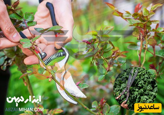 قیچی هرس باغبانی یکی از کاربردی ترین قیچی باغبانی برای برش شاخه های درختان