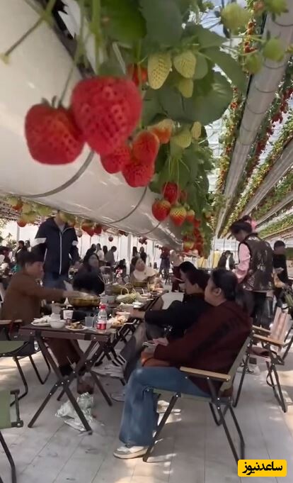خلاقیت مشاغل؛ ایده استثنائی و ناب رستورانی مشهور در نوع سرو میوه تازه برای مشتریانش+ ویدیو/ به احترام این مغز باید ایستاده دست زد
