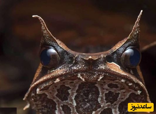 ببینید| قورباغه شاخدار؛ قورباغه عجیبی شبیه موجودات افسانه ای🐸🌿