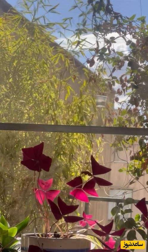 منزل الهام پاوه نژاد