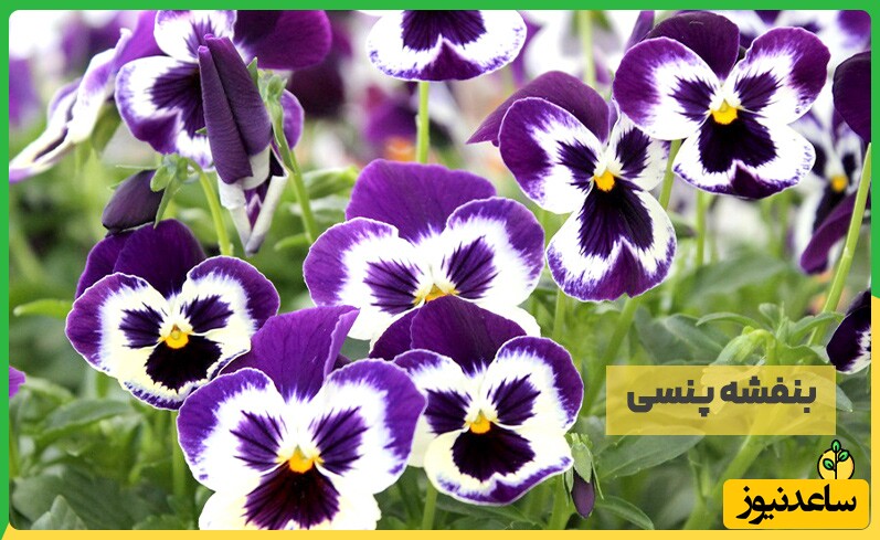 گلهای آپارتمانی