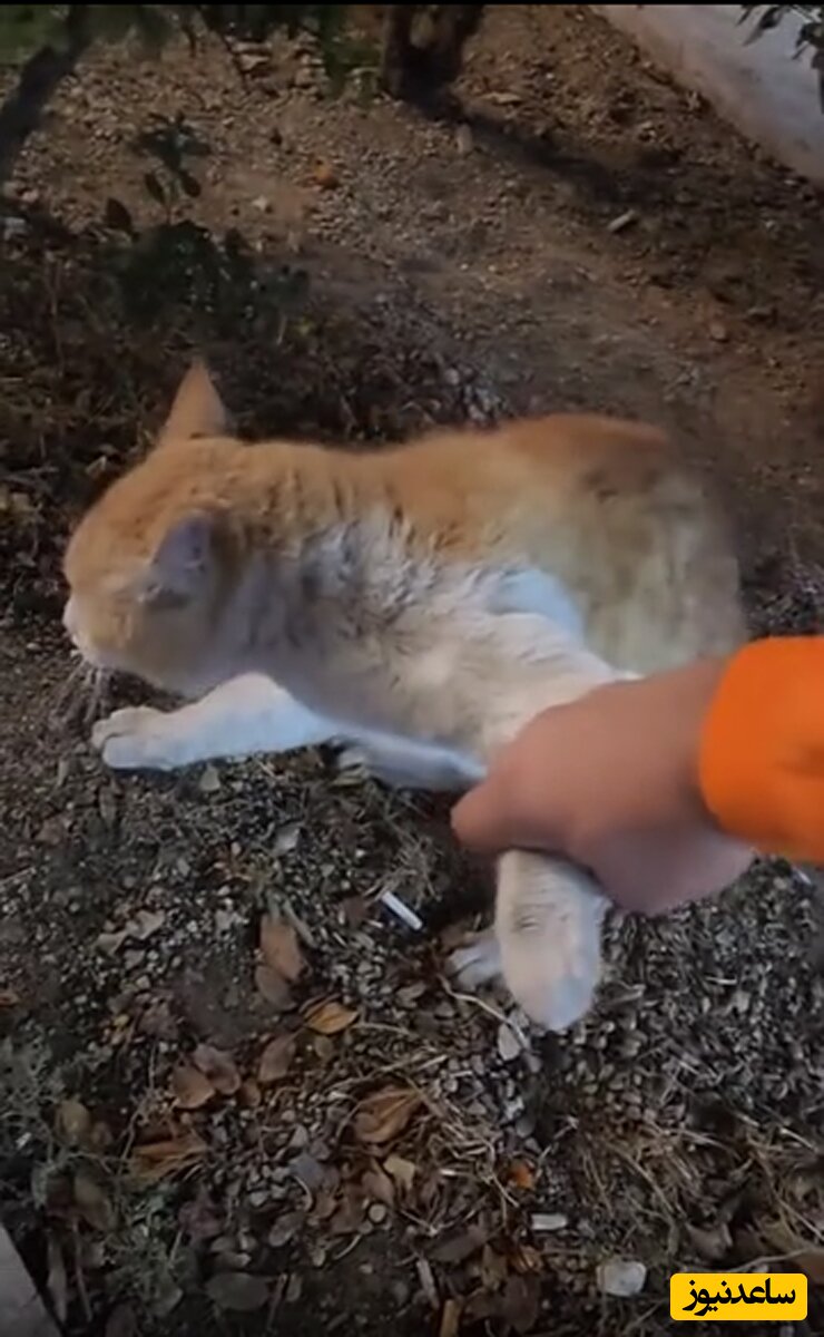(فیلم) پسری که قرار دعوای گربه ها را بهم زد / داداش اشتباه کرد بیا بریم!