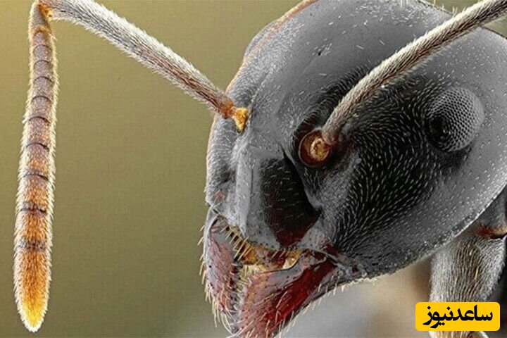 کشف مورچه‌ غول پیکر 47 میلیون ساله! + تصاویر