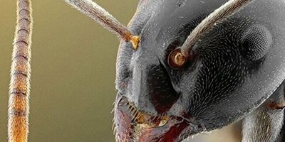 کشف مورچه‌ غول پیکر 47 میلیون ساله! + تصاویر