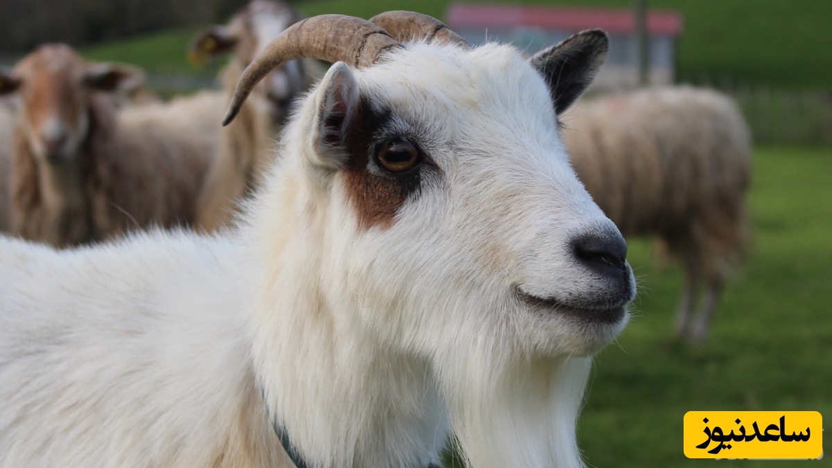 دیدن خوردن گوشت بز در خواب چه تعبیری دارد؟ /  تعبیر خواب بز