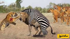 (ویدئو) مستند حیات وحش حیوانات/ شاهکار حیات وحش: شیر، ببر، گورخر