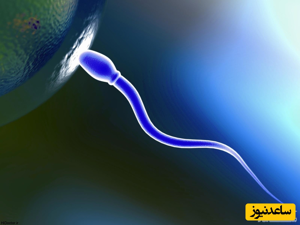 تاثیر باورنکردنی فرش، موکت و لباس بر کیفیت اسپرم مردان!