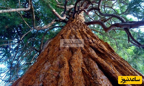 (عکس) پیرترین درخت جهان که بیش از 5 هزار سال قدمت دارد کجاست؟