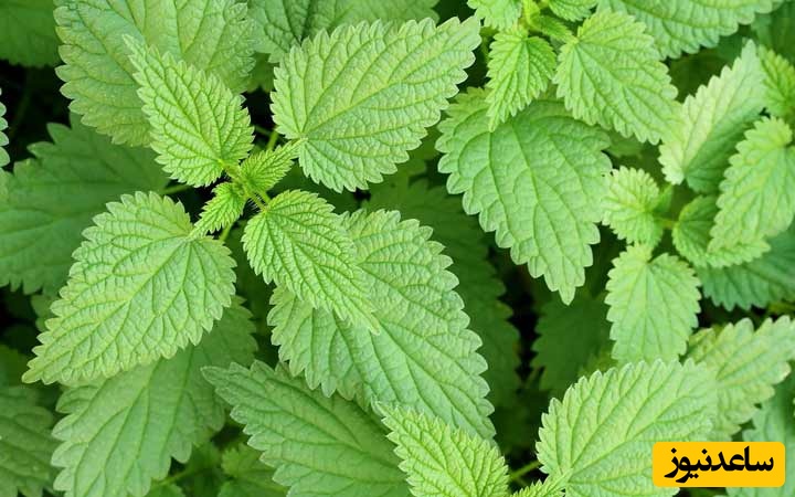 گزنه؛ فواید شگفت‌انگیز و عوارض جانبی که باید بدانید