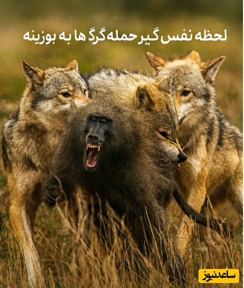 ویدئو| مستند حیات وحش؛ این قسمت: نبرد هوش در قلب طبیعت وحشی؛ لحظه نفس‌گیر حمله گرگ ها به بوزینه
