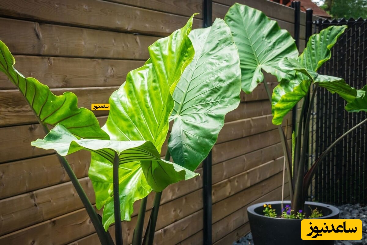 گیاه باباآدم الوگل