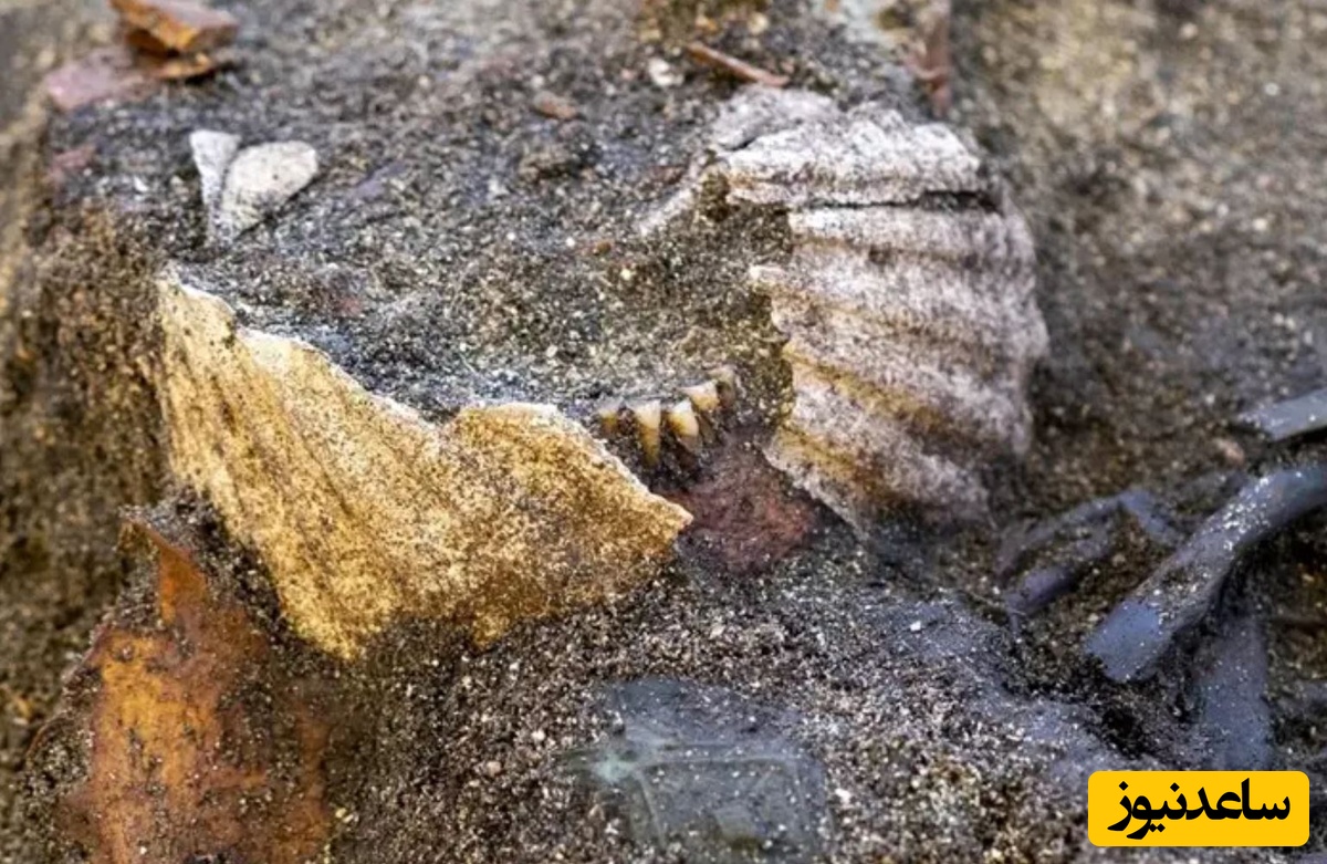 صدف‌هایی که در کنار دهان زن مدفون در گور قرار داده شده‌اند