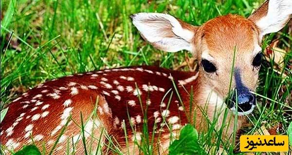 دیدن غزال در خواب چه تعبیری دارد؟ / تعبیر خواب غزال