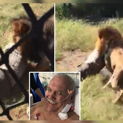 (ویدئو) شیر نر عظیم الجثه یک پیرمرد را شکار کرد!