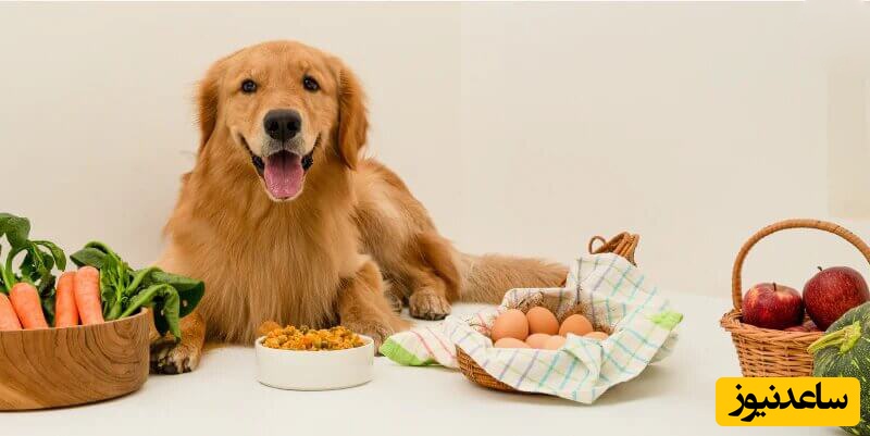 تغذیه حیوانات