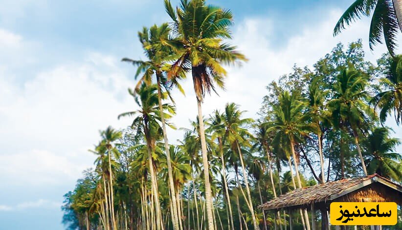 عکس از ساحل درختان نارگیل