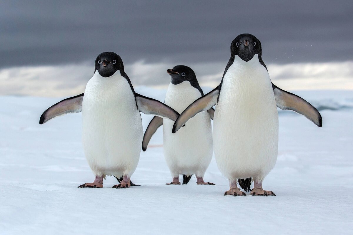 اتفاق نفس‌گیر برای یک پنگوئن پس از شکسته شدن تکه یخ+ فیلم