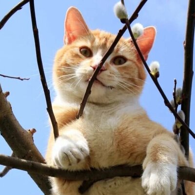 سقوط ناگهانی گربه از بالای درخت بر سر عابر پیاده باعث مرگش شد +فیلم باور نکردنی و حیرت آور