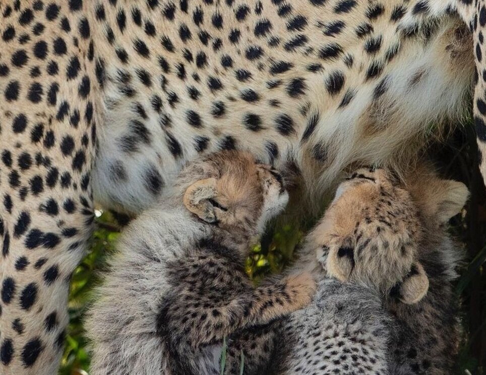 لحظه شیر خوردن بچه یوزپلنگ‌ها