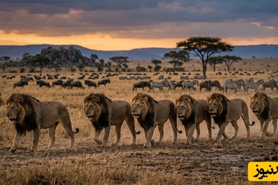 قانون جنگل؛ مستند حیات وحش/ اتحاد افسانه ای7 شیر سابابورا سلاطین خونین دشت‌های آفریقا+فیلم