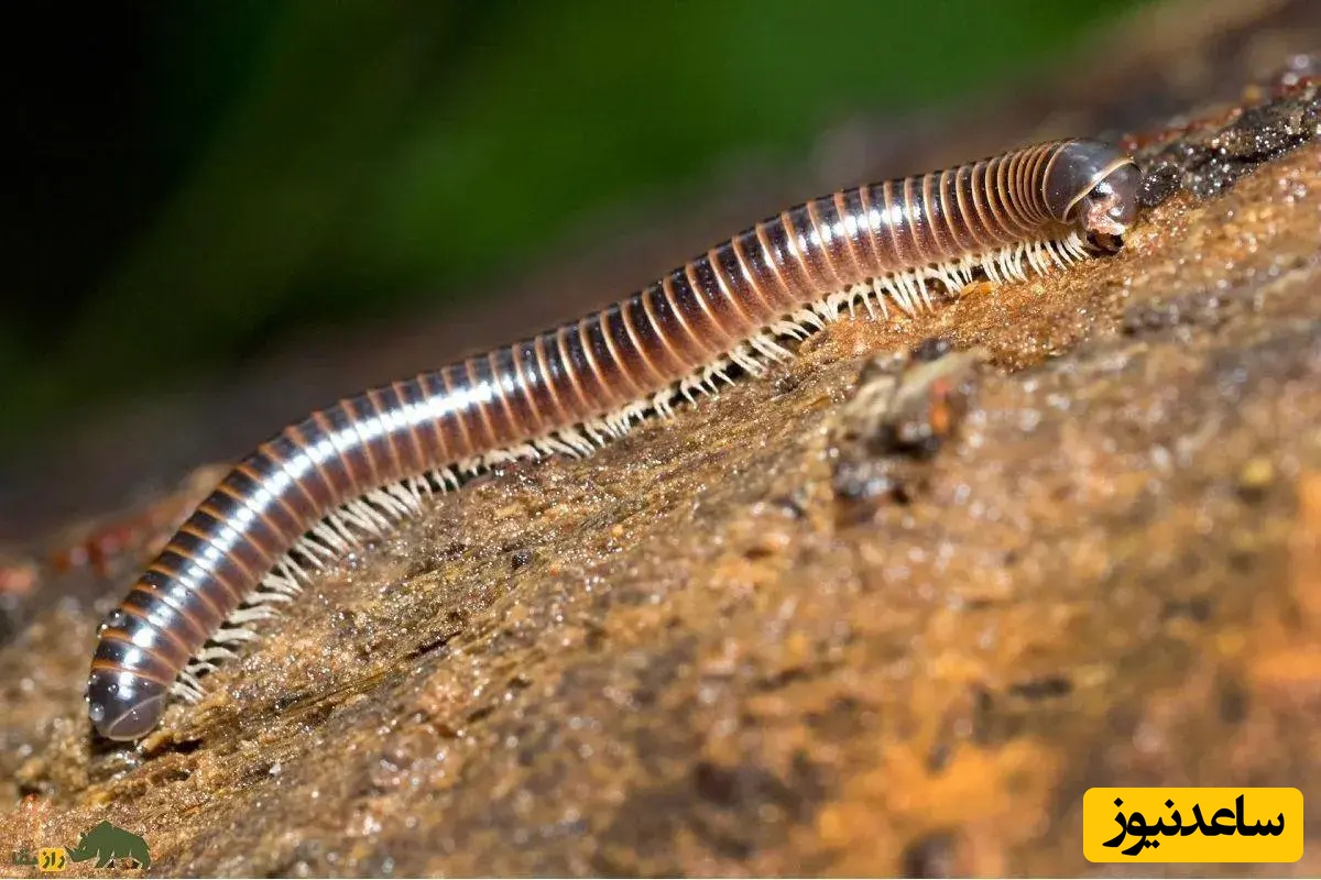 (تصاویر) کشف اولین هزارپای واقعی در دنیا