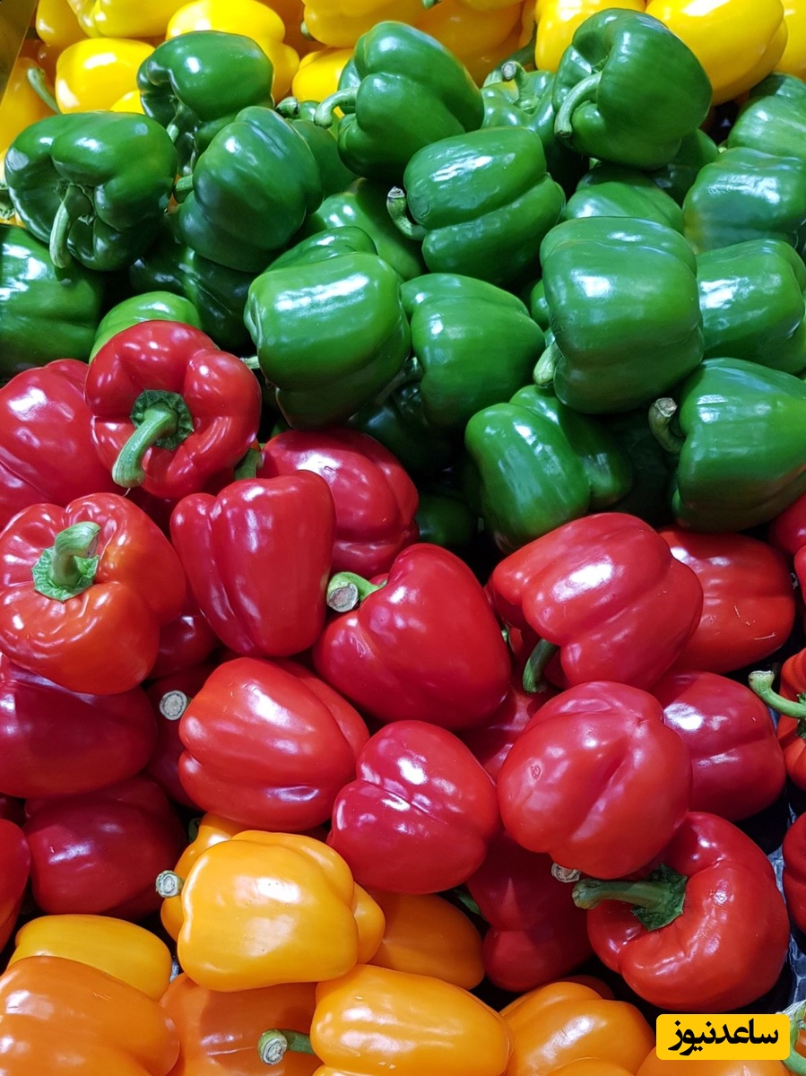 فلفل دلمه‌ای